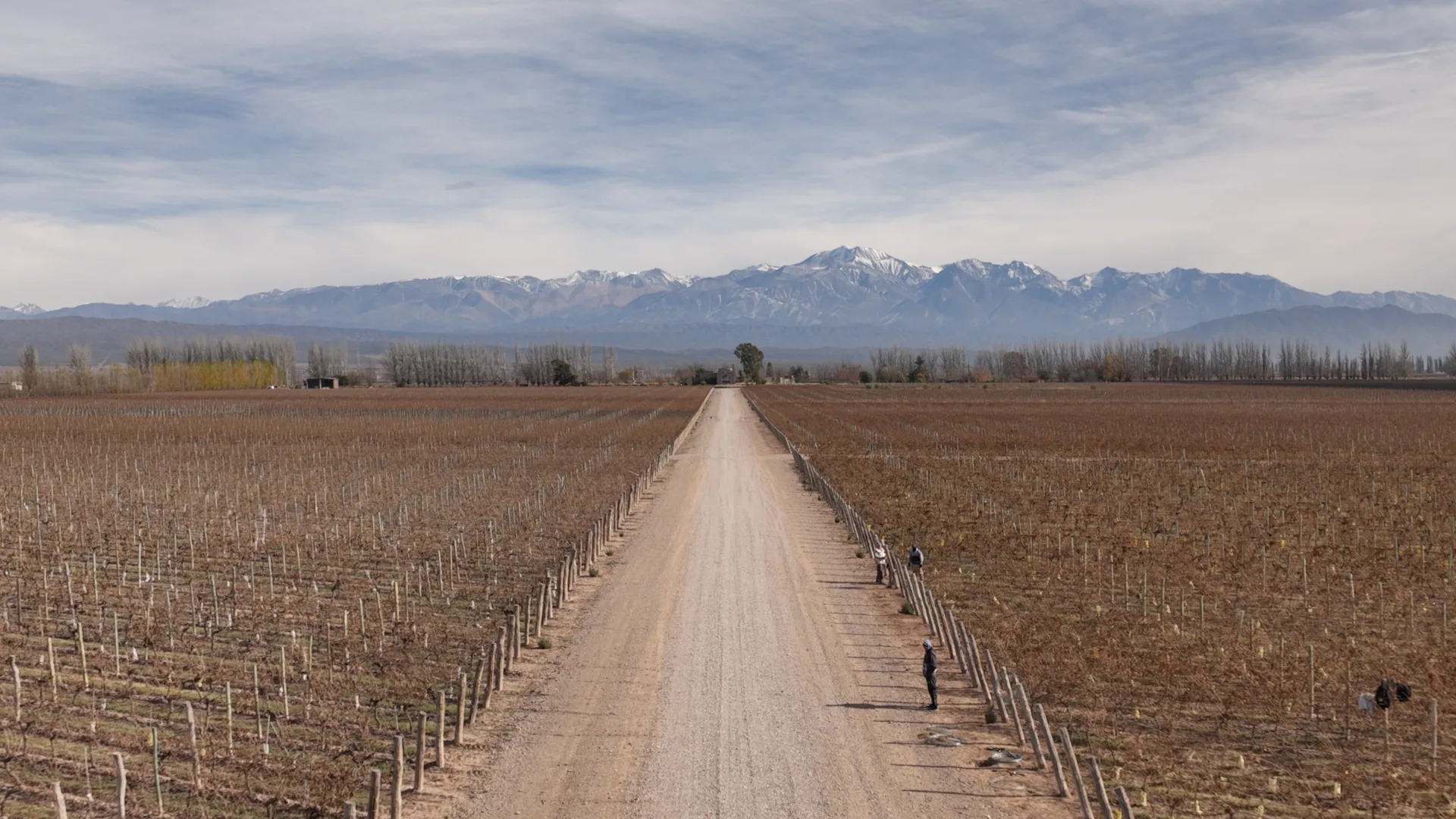 Viñedos de Mendoza y la cordillera de los Andes